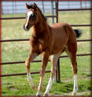 houstonwehaveaparte foal3.jpg